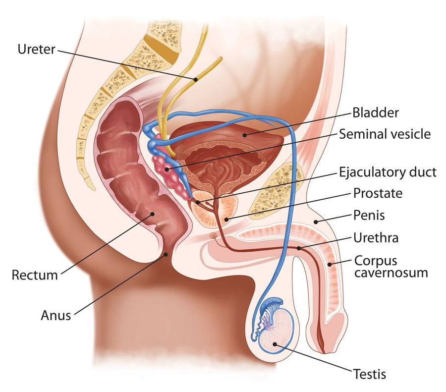 Painful Semi erections Could You Have Hard Flaccid Syndrome